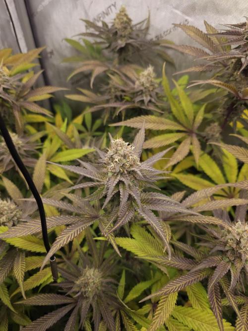 It's going tropical! Papayton - Fastbuds. Week 13