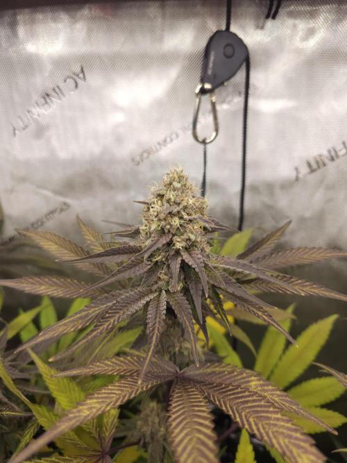 It's going tropical! Papayton - Fastbuds. Week 13