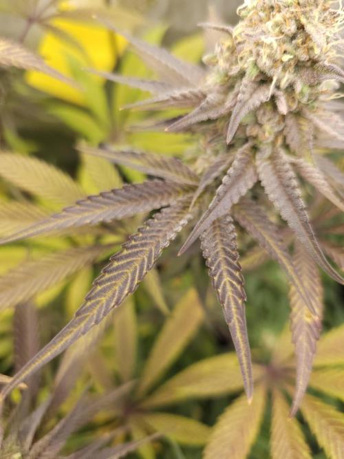 It's going tropical! Papayton - Fastbuds. Week 13