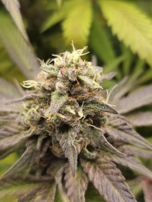 It's going tropical! Papayton - Fastbuds. Week 13