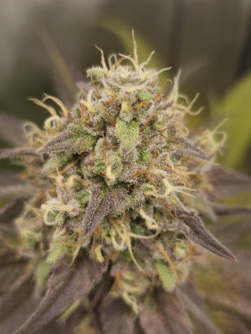 It's going tropical! Papayton - Fastbuds. Week 13