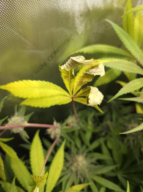 It's going tropical! Papayton - Fastbuds. Week 13