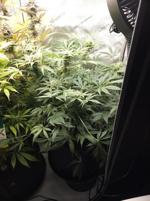 CBD is GREAT! Gush Mints 1:1 - PCG. Week 13