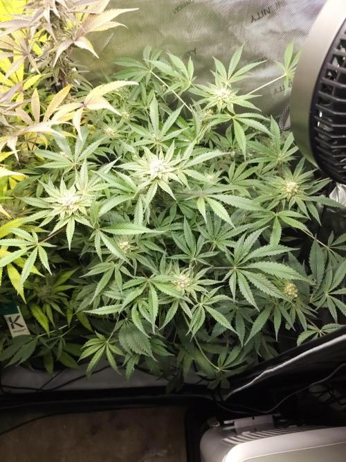 CBD is GREAT! Gush Mints 1:1 - PCG. Week 13