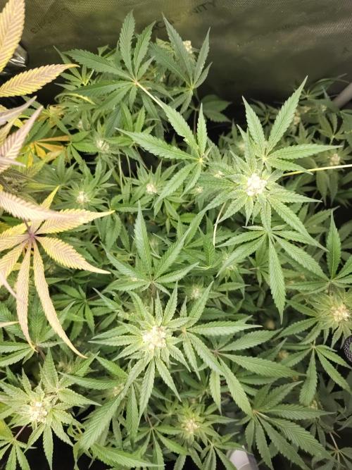 CBD is GREAT! Gush Mints 1:1 - PCG. Week 13