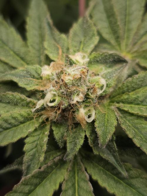 CBD is GREAT! Gush Mints 1:1 - PCG. Week 13