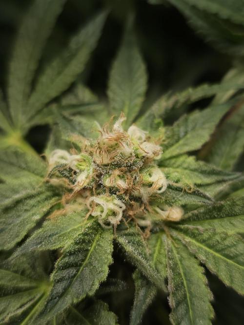 CBD is GREAT! Gush Mints 1:1 - PCG. Week 13