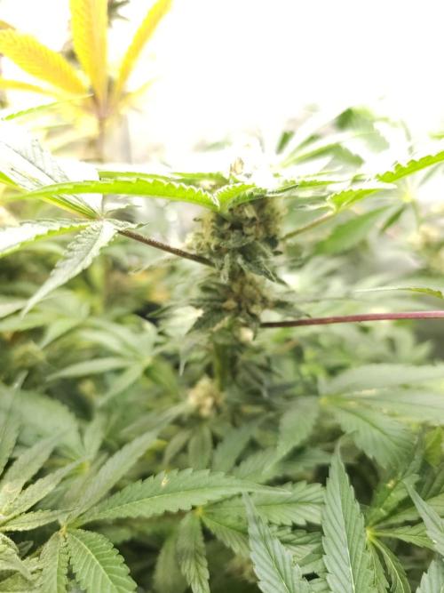 CBD is GREAT! Gush Mints 1:1 - PCG. Week 13