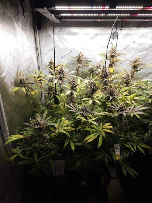 It's going tropical! Papayton - Fastbuds. Week 14