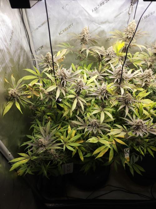 It's going tropical! Papayton - Fastbuds. Week 14