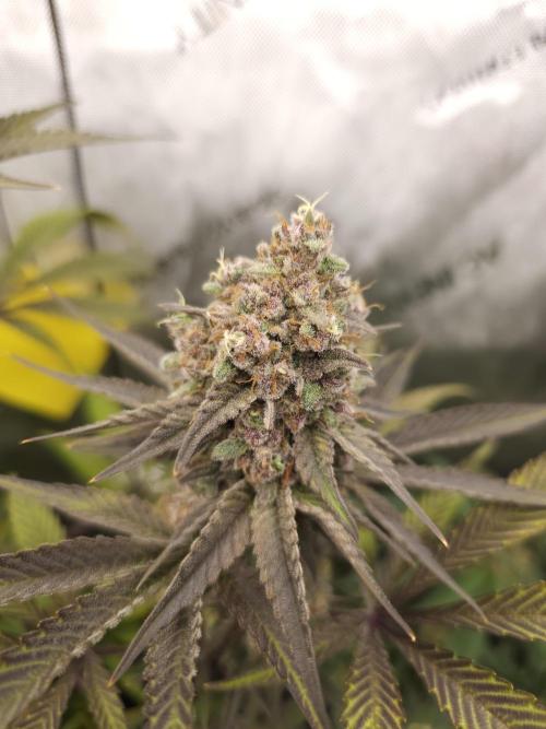 It's going tropical! Papayton - Fastbuds. Week 14