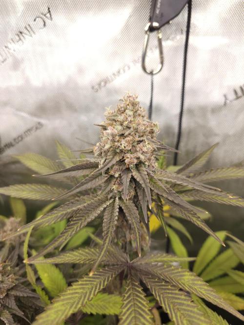 It's going tropical! Papayton - Fastbuds. Week 14