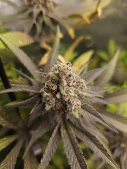 It's going tropical! Papayton - Fastbuds. Week 14