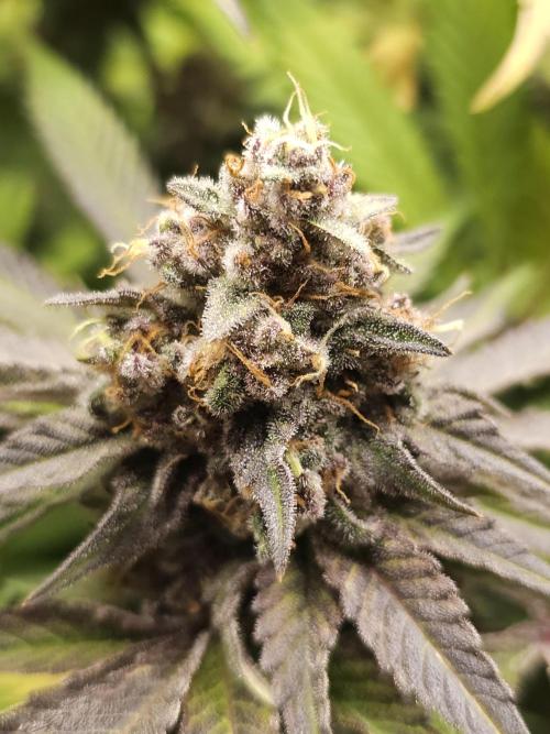 It's going tropical! Papayton - Fastbuds. Week 14