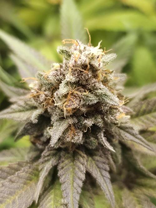 It's going tropical! Papayton - Fastbuds. Week 14