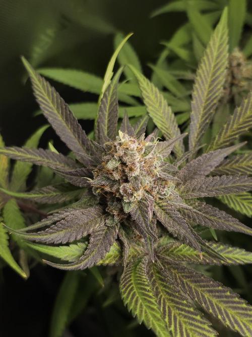 It's going tropical! Papayton - Fastbuds. Week 14