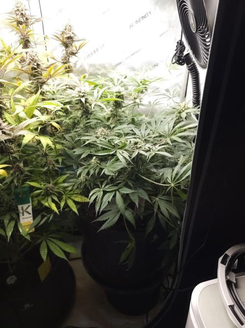 CBD is GREAT! Gush Mints 1:1 - PCG. Week 14