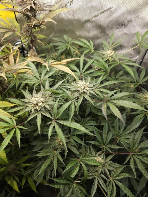 CBD is GREAT! Gush Mints 1:1 - PCG. Week 14