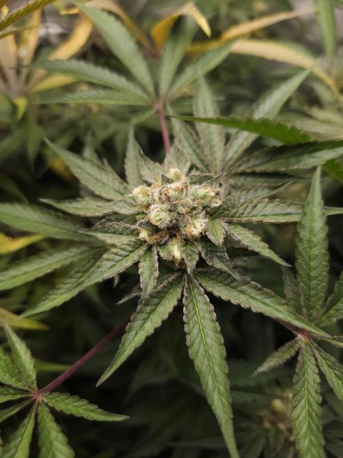 CBD is GREAT! Gush Mints 1:1 - PCG. Week 14