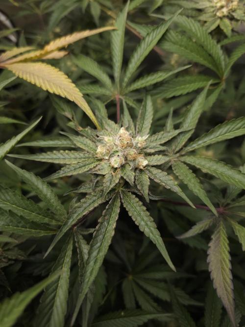 CBD is GREAT! Gush Mints 1:1 - PCG. Week 14