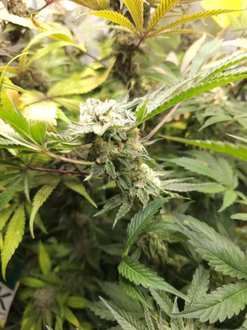 CBD is GREAT! Gush Mints 1:1 - PCG. Week 14