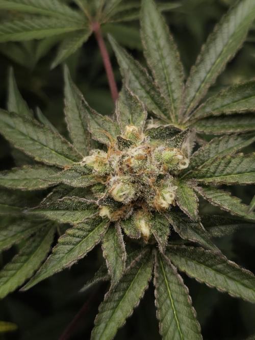 CBD is GREAT! Gush Mints 1:1 - PCG. Week 14