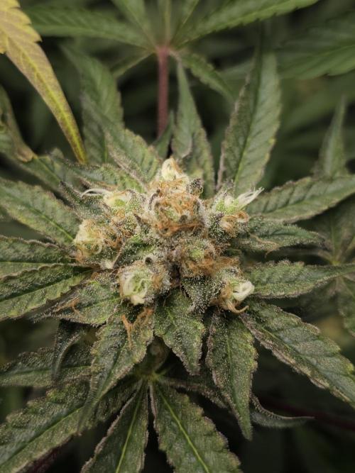 CBD is GREAT! Gush Mints 1:1 - PCG. Week 14