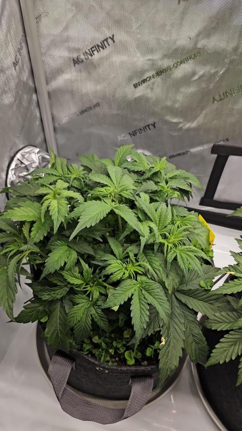 Zamnesia Grease Monkey Automatic