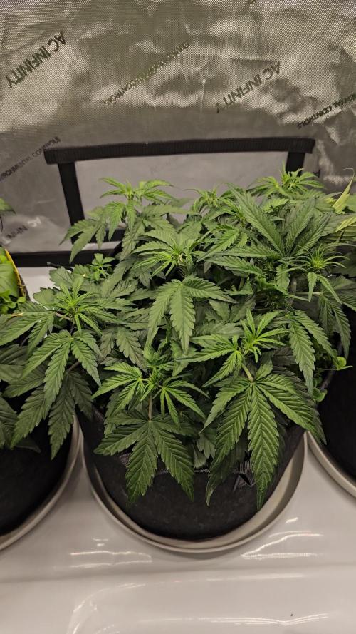 First Time Mephisto Genetics! - Alien vs Triangle