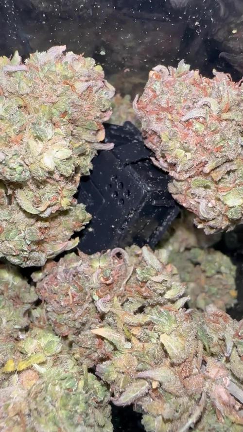 Mimosa x Orange Punch(#2)-Summer Autos 2025