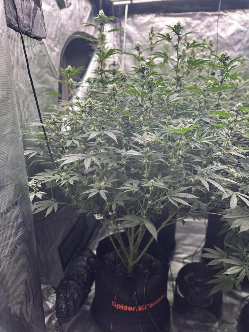 SinMint Cookies- Fall Photos. Week 15