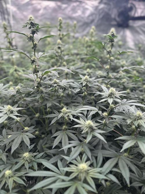 SinMint Cookies- Fall Photos. Week 15