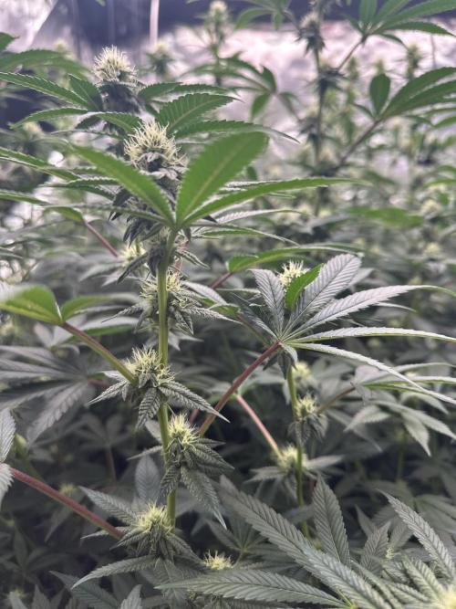 SinMint Cookies- Fall Photos. Week 15