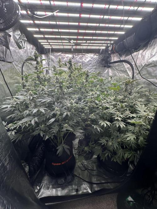 SinMint Cookies- Fall Photos. Week 15