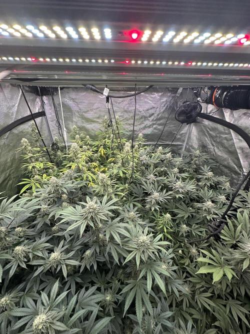 SinMint Cookies- Fall Photos. Week 15