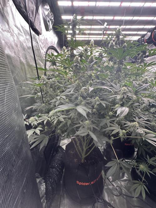 SinMint Cookies- Fall Photos. Week 15