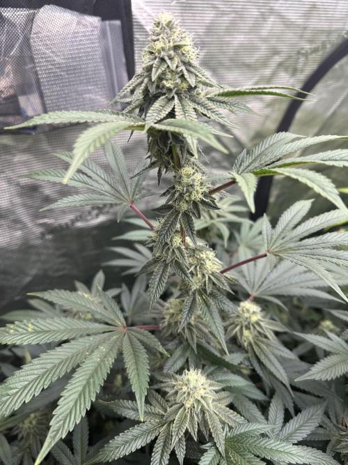 SinMint Cookies- Fall Photos. Week 15