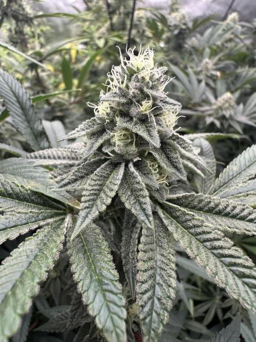 SinMint Cookies- Fall Photos. Week 15