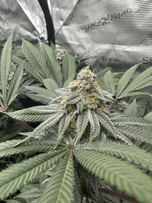 Sugar Rim- Fall Photos. Week 15