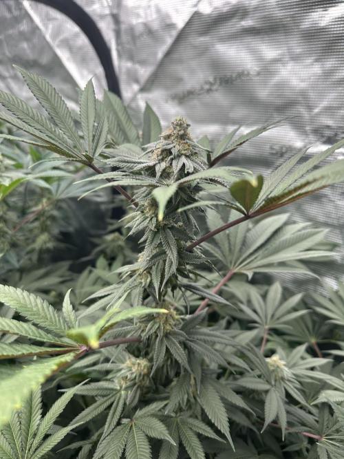 Sugar Rim- Fall Photos. Week 15