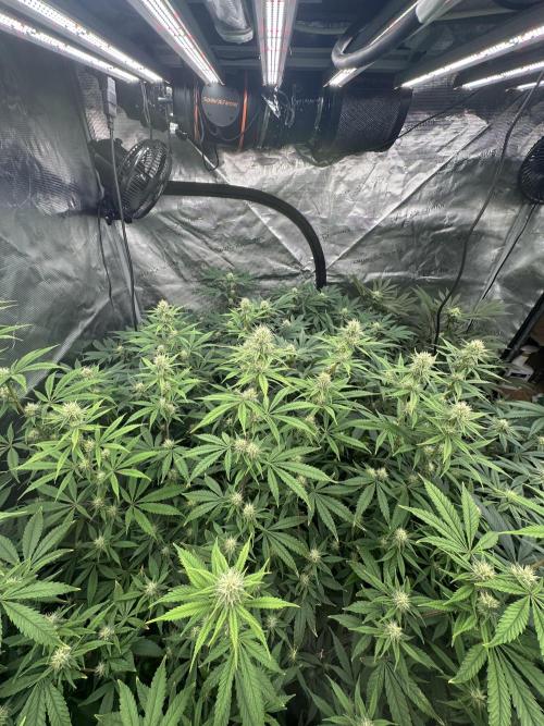 Double Cherry Pie R1- Fall Photos. Week 15