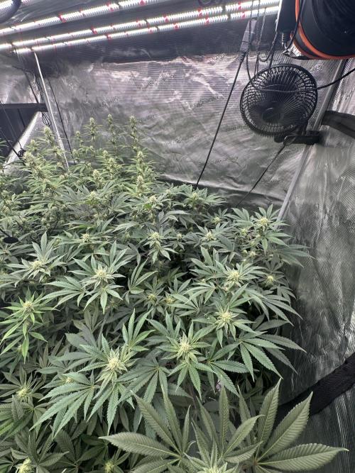 Double Cherry Pie R1- Fall Photos. Week 15