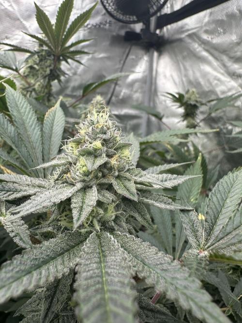 Double Cherry Pie R1- Fall Photos. Week 15