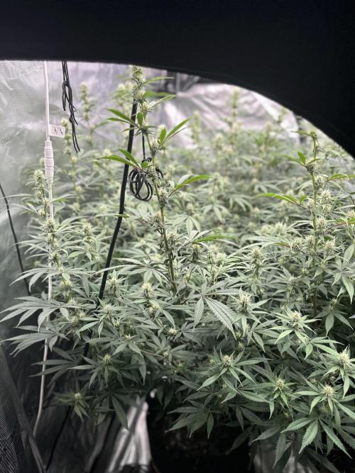 BananaCane- Fall Photos. Week 15