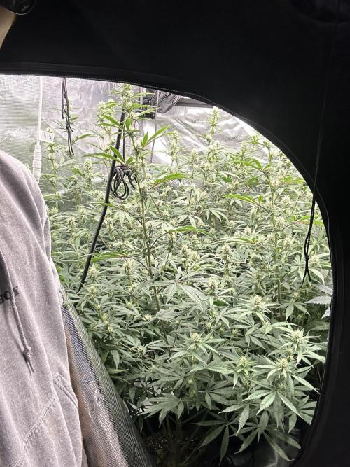 BananaCane- Fall Photos. Week 15