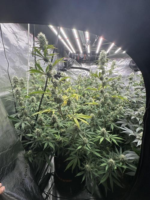 BananaCane- Fall Photos. Week 15