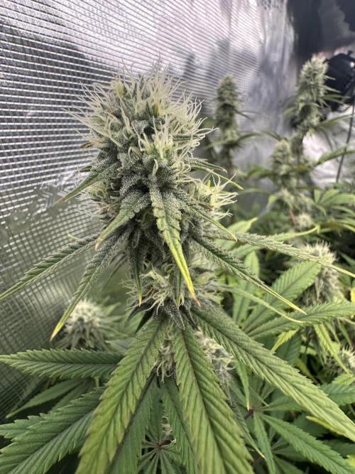 BananaCane- Fall Photos. Week 15