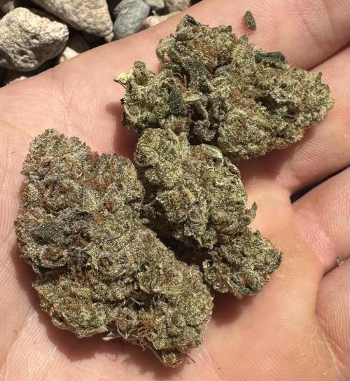 SinMint Cookies- Fall Photos. Week 17