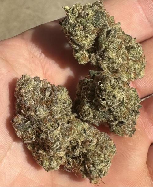 SinMint Cookies- Fall Photos. Week 17