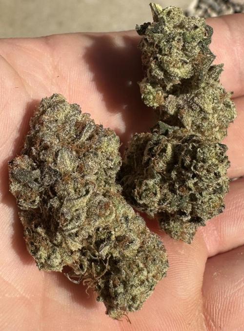 SinMint Cookies- Fall Photos. Week 17